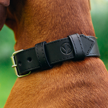 Obojek Black - 35 mm